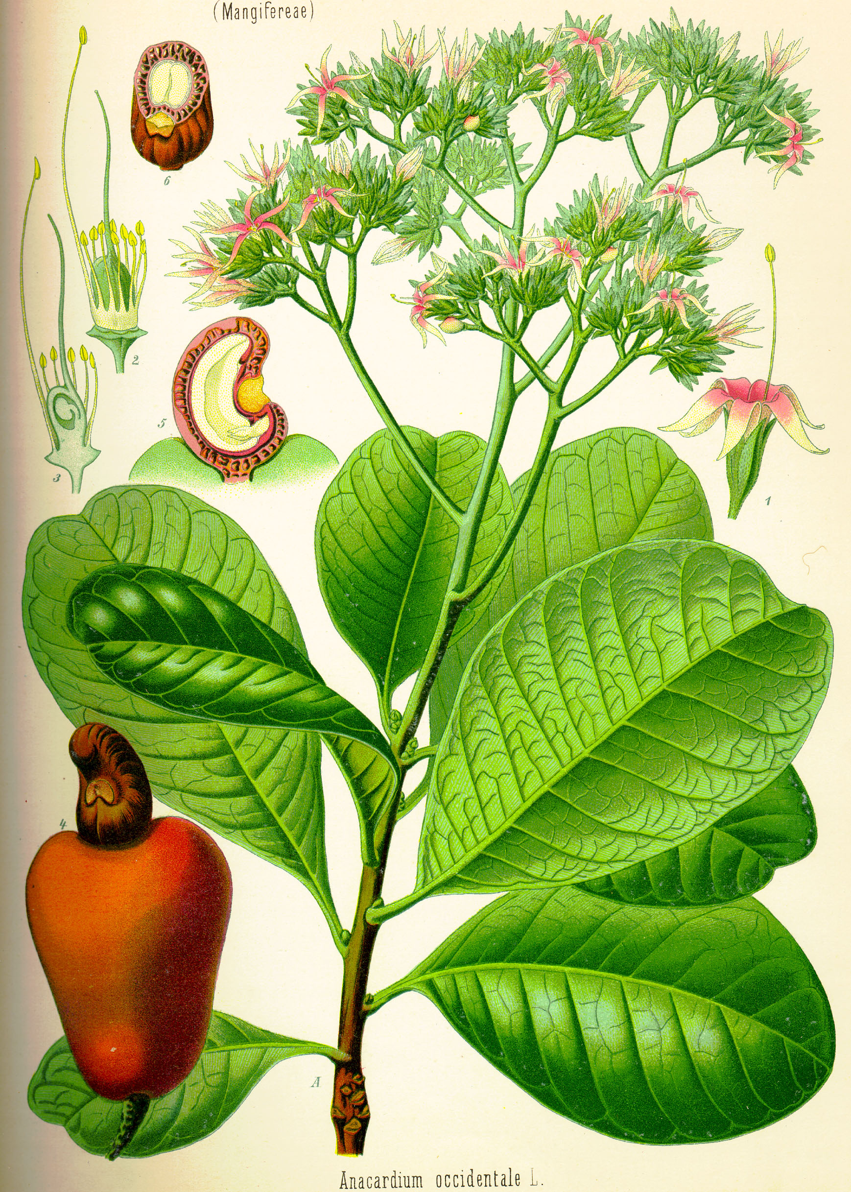 Anacardium occidentale